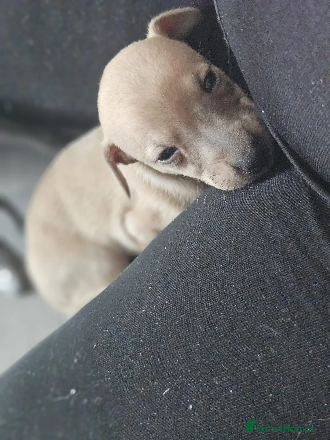 Mixed Breed dogs for sale: Whippet x Italian greyhound  in Bridport - Advert 2