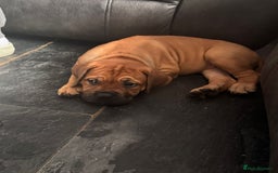 Mixed Breed dogs for sale: Aubrey is a 13 week old ddb x mastiff - Image 4