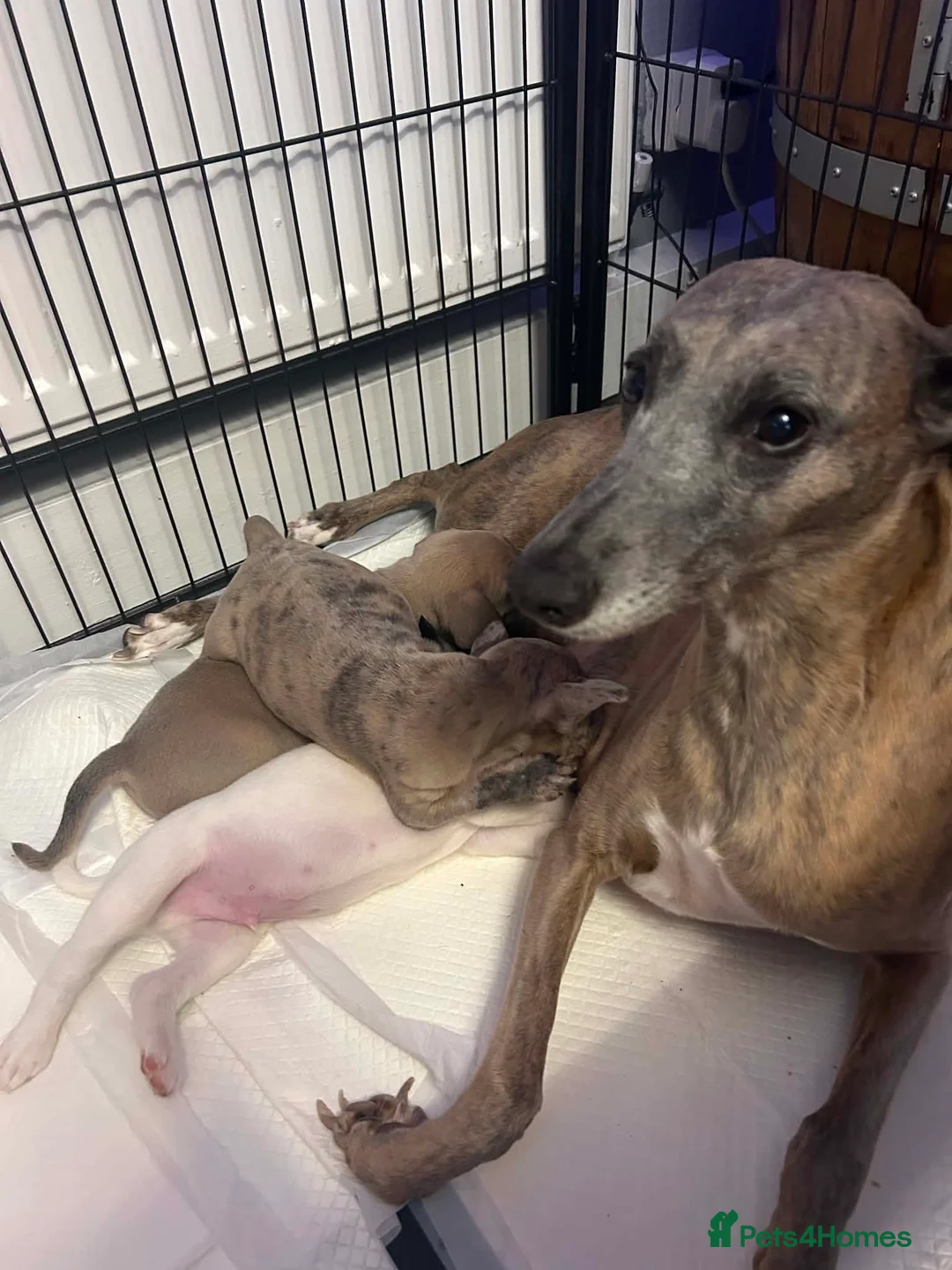 Mixed Breed dogs for sale: 3 Beautiful frenchbulldogxwhippets - Advert 15