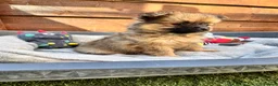 Pomeranian dogs for sale: ✨🐶 9  Beautiful Pomeranian Puppies  - Advert 25