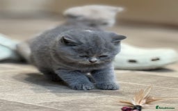 British Shorthair cats for sale: British Shorthair Kittens - Image 2