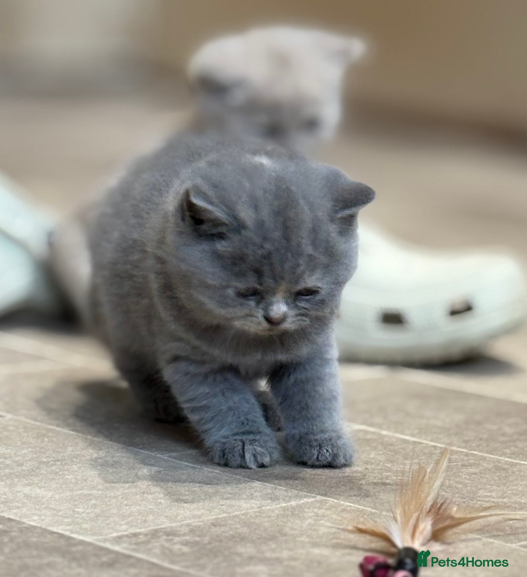 British Shorthair cats for sale: British Shorthair Kittens - Image 2