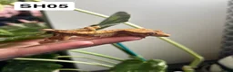 Gecko reptiles for sale: Baby Crested Geckos For Sale 🦎 - Advert 10