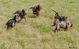 Miniature Dachshund dogs for sale: Stunning silver dapple miniature dachshunds  - Image 12