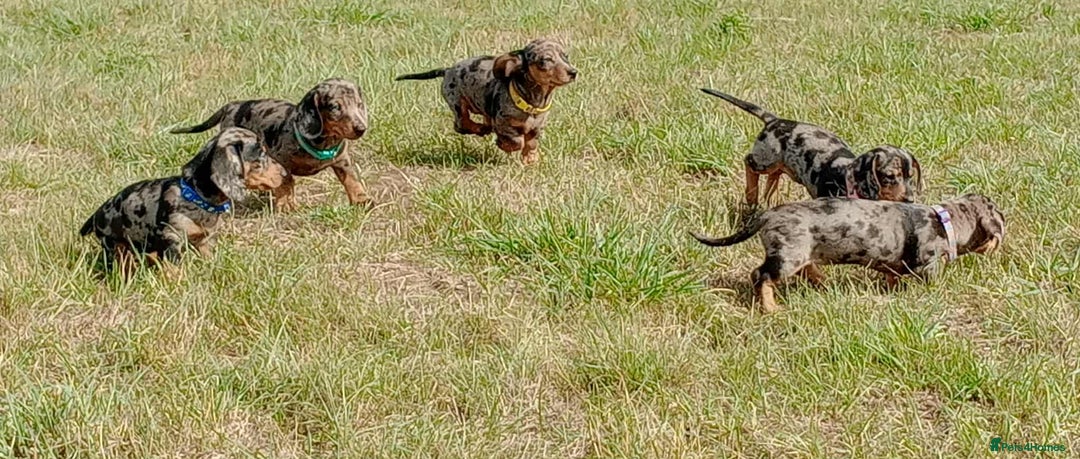 Miniature Dachshund dogs for sale: Stunning silver dapple miniature dachshunds  - Image 12