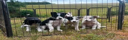 Border Collie dogs for sale: 5 Beautiful Border Collie, Blue Merle - Advert 4