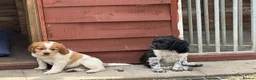 Brittany Spaniel dogs for sale: Brittany Puppies (HPR) in Tadley - Advert 15