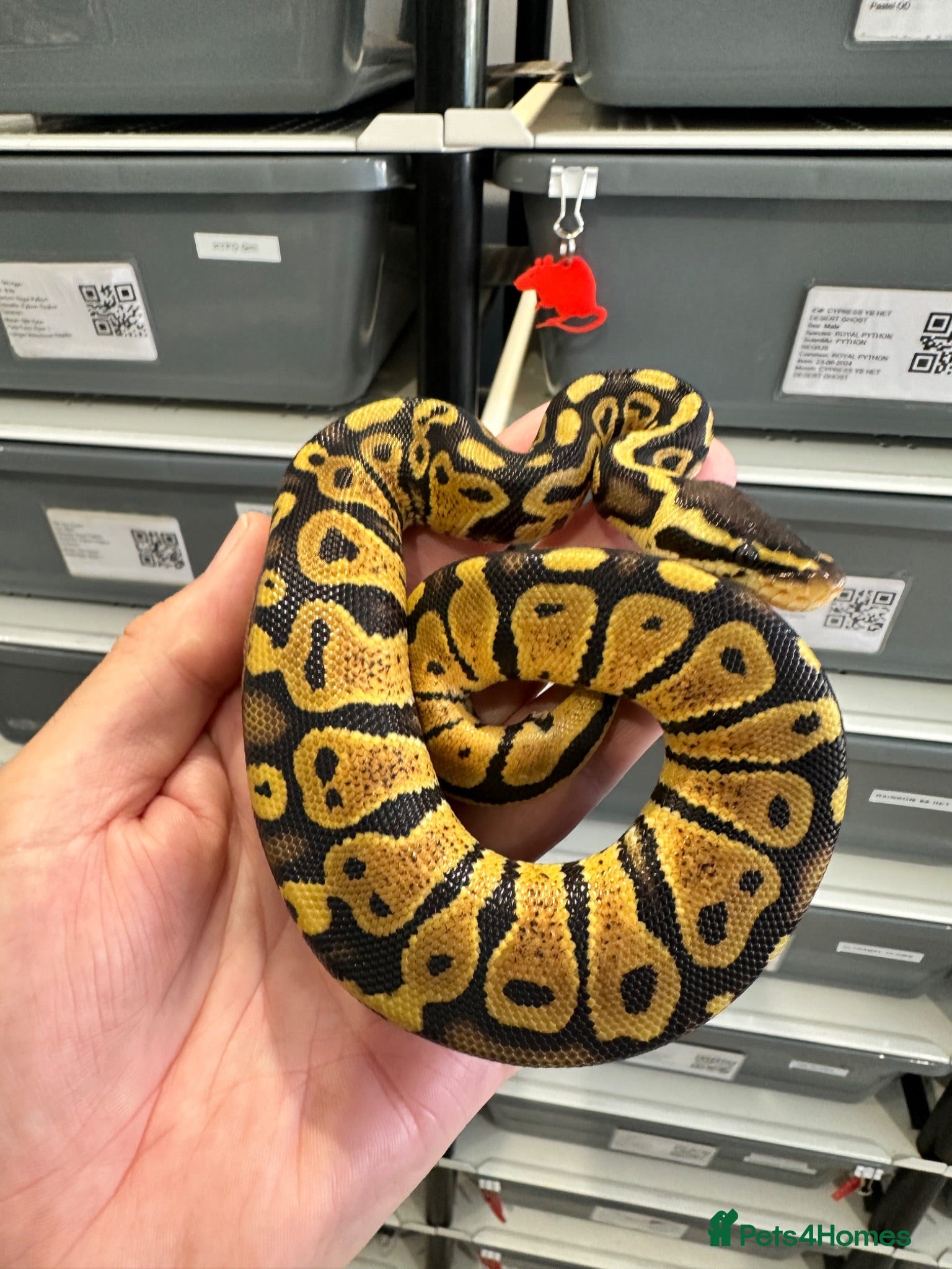 Python Snake reptiles Beautiful Royal Pythons for sale  - Advert 4
