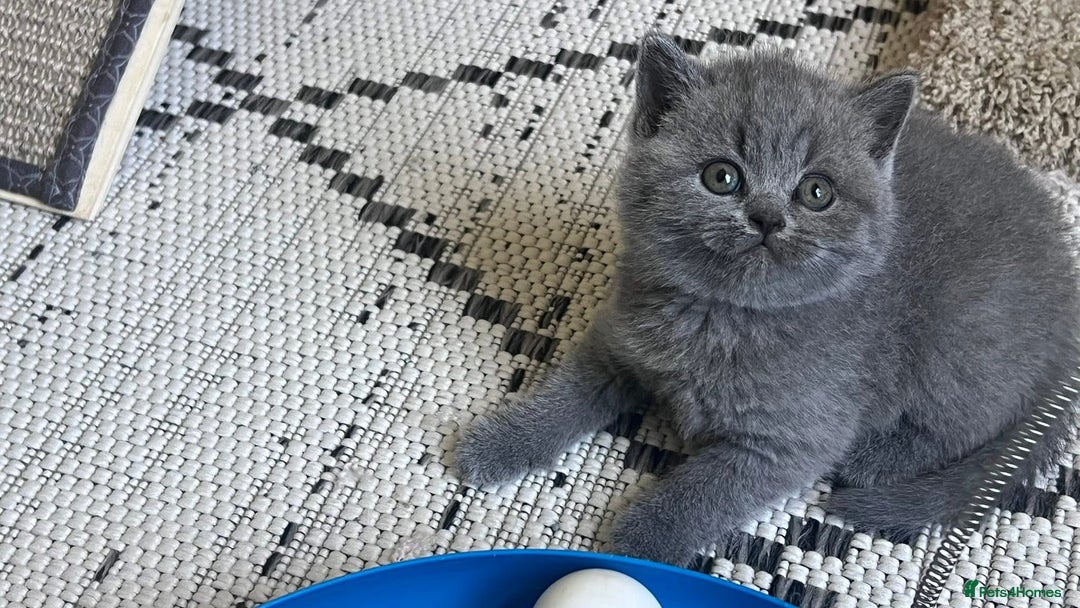 British Shorthair cats for sale: Adorable British Shorthair Teddy Bear Kittens - Image 8