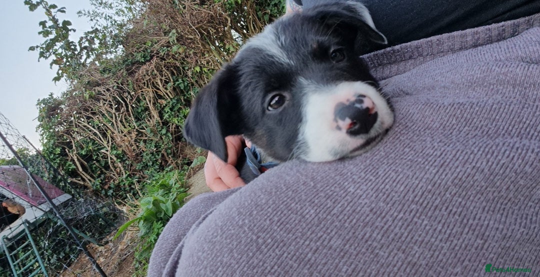 Border Collie dogs for sale: Ember border collie girl. PLEASE READ 🩷 - Image 3