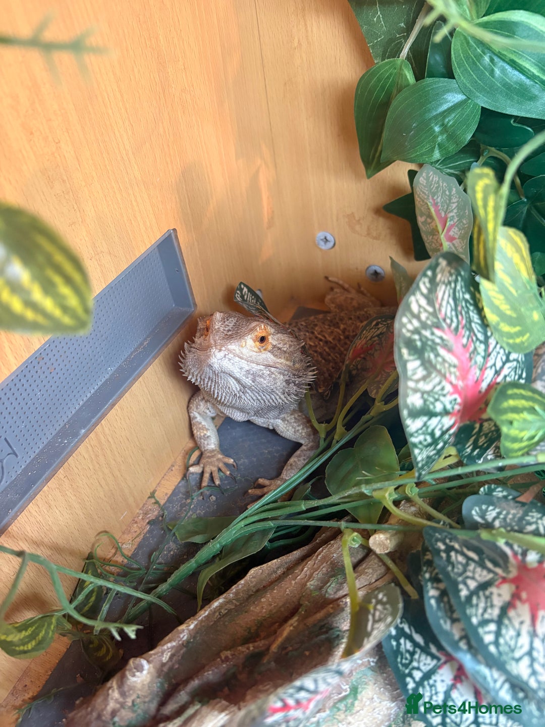 Bearded Dragon reptiles for sale: Bearded dragon & Viv  - Advert 2