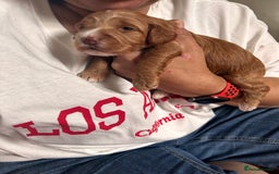 Cockapoo dogs for sale: Cockapoos x 5 2 girls 3 boys f1 - Image 12