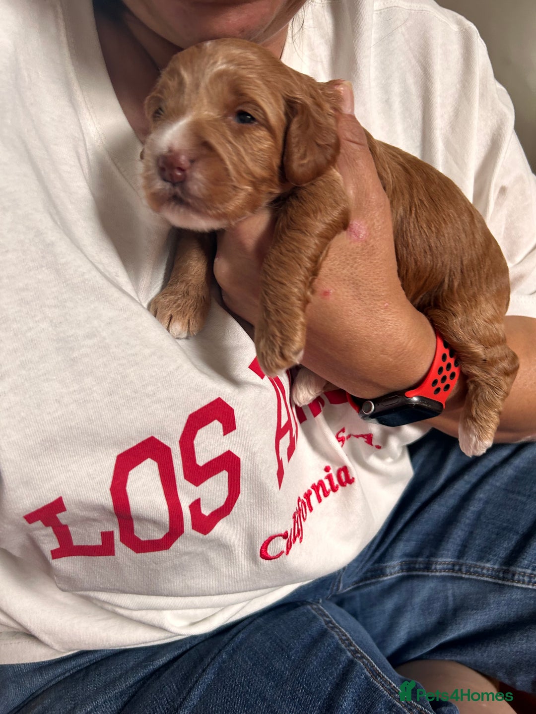 Cockapoo dogs for sale: Cockapoos x 5 2 girls 3 boys f1 - Image 12