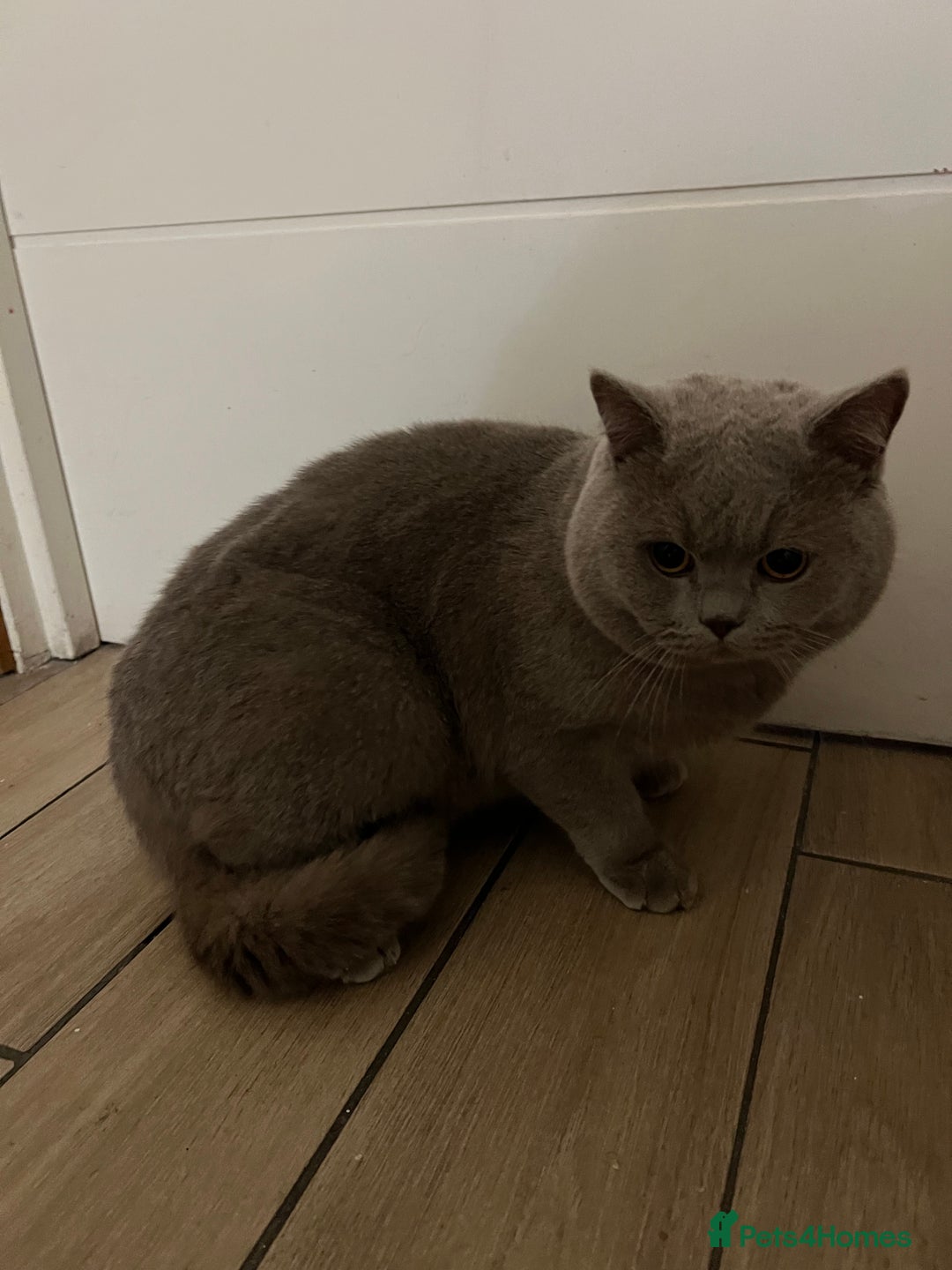 British Shorthair cats for stud: Proven stud grey - Advert 5