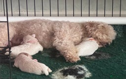 Maltipoo dogs for sale: 🐾 Maltipoo Puppies  Raised with Love DNA Clear 🐾 - Image 3