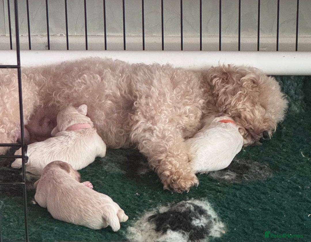 Maltipoo dogs for sale: 🐾 Maltipoo Puppies  Raised with Love DNA Clear 🐾 - Image 3