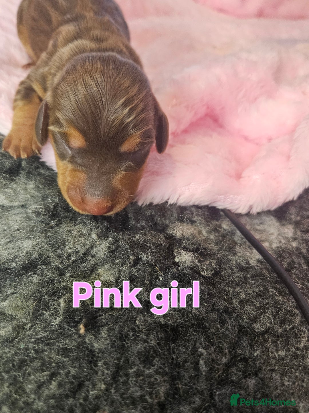 Miniature Dachshund dogs for sale: Miniature Dachshunds - Image 3