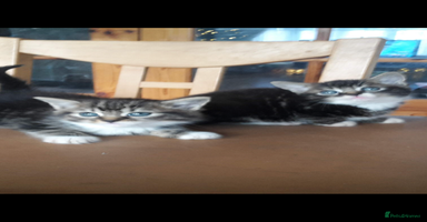 Mixed Breed cats - Advert 5