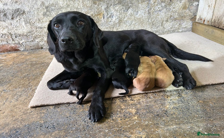 Labrador Retriever dogs - Advert 13