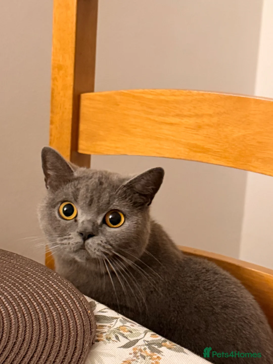 British Shorthair cats for sale: British Shorthair Kittens (Rare colour)  - Advert 1