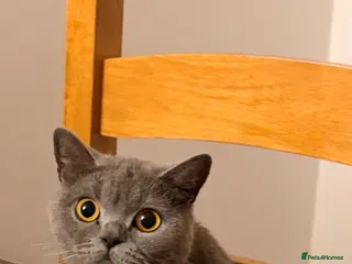 British Shorthair cats British Shorthair Kittens (Rare colour) - Advert 8