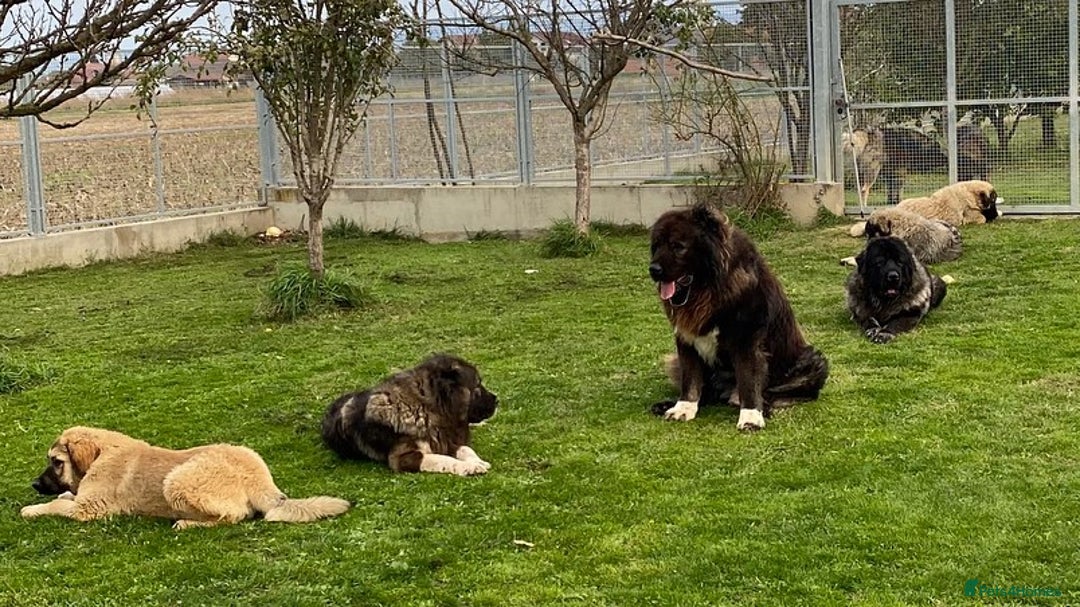 Caucasian Shepherd Dog dogs for sale: 🧸Caucasian Shepherd Puppies Ready Now! 🧸 - Image 13