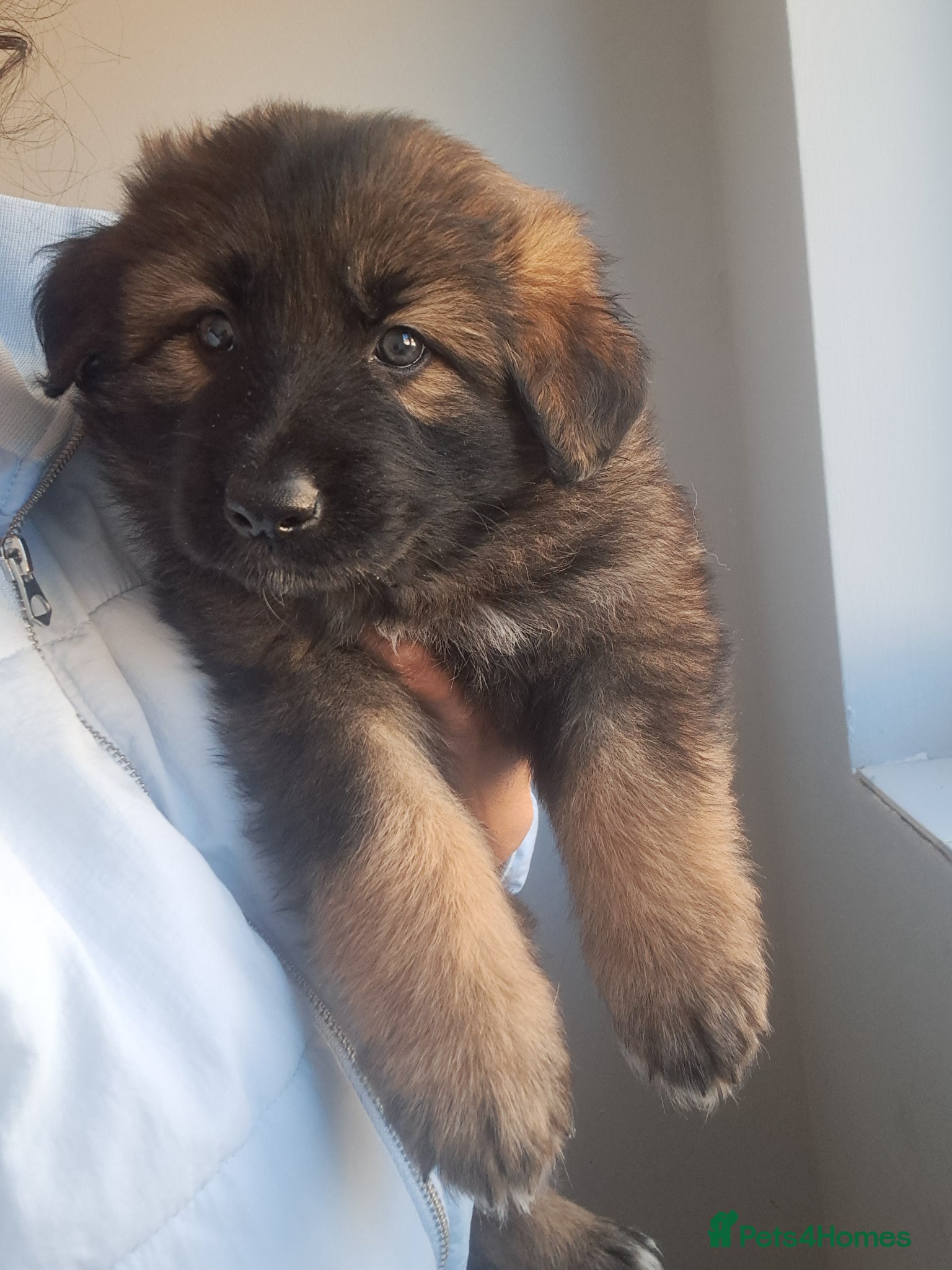 German Shepherd dogs German Shepherd straight back working line  - Advert 16