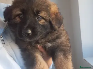 German Shepherd dogs German Shepherd straight back working line - Advert 16