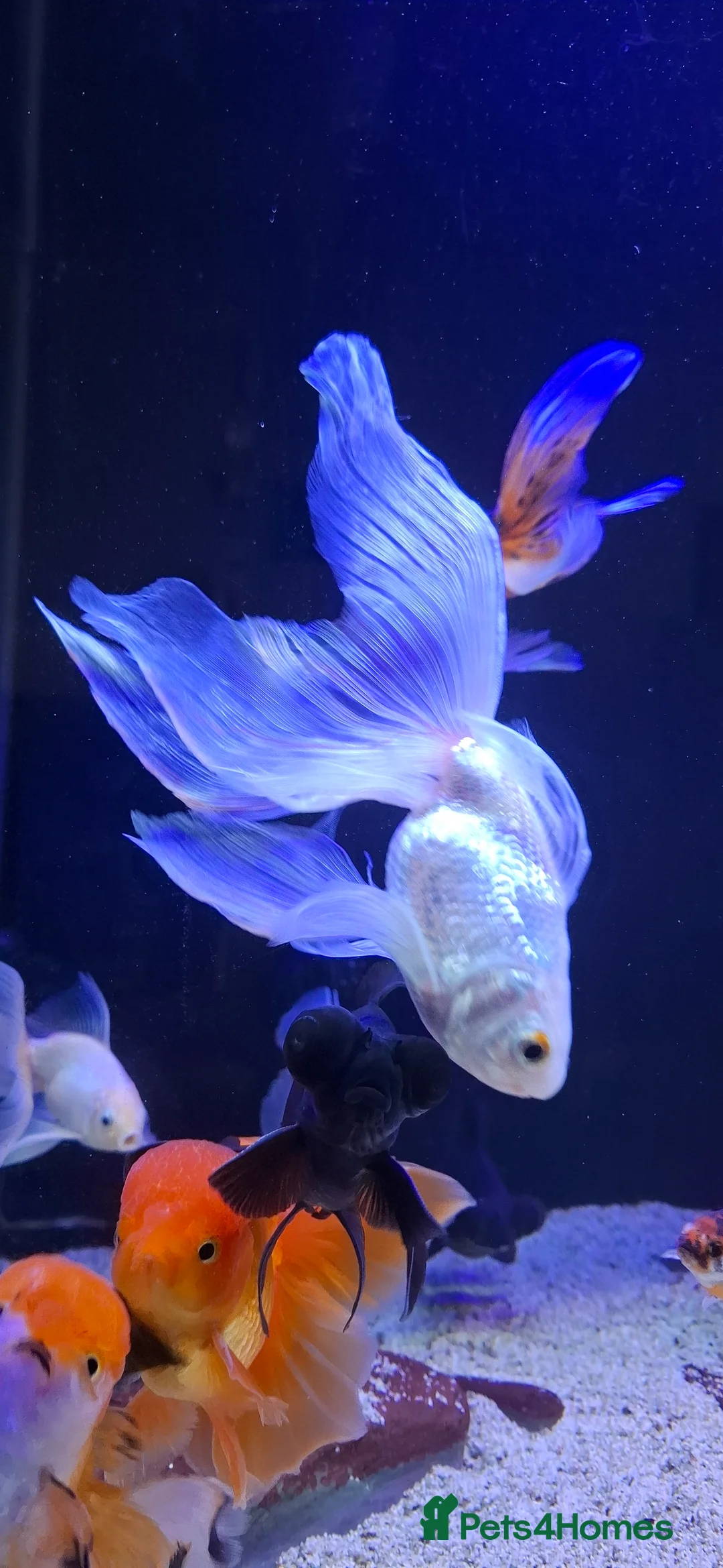Goldfish fish for sale: Goldfish fancy oranda moor - Advert 7