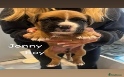 Boxer dogs for sale: Beautiful Boxer Puppies  🐾 - Image 16