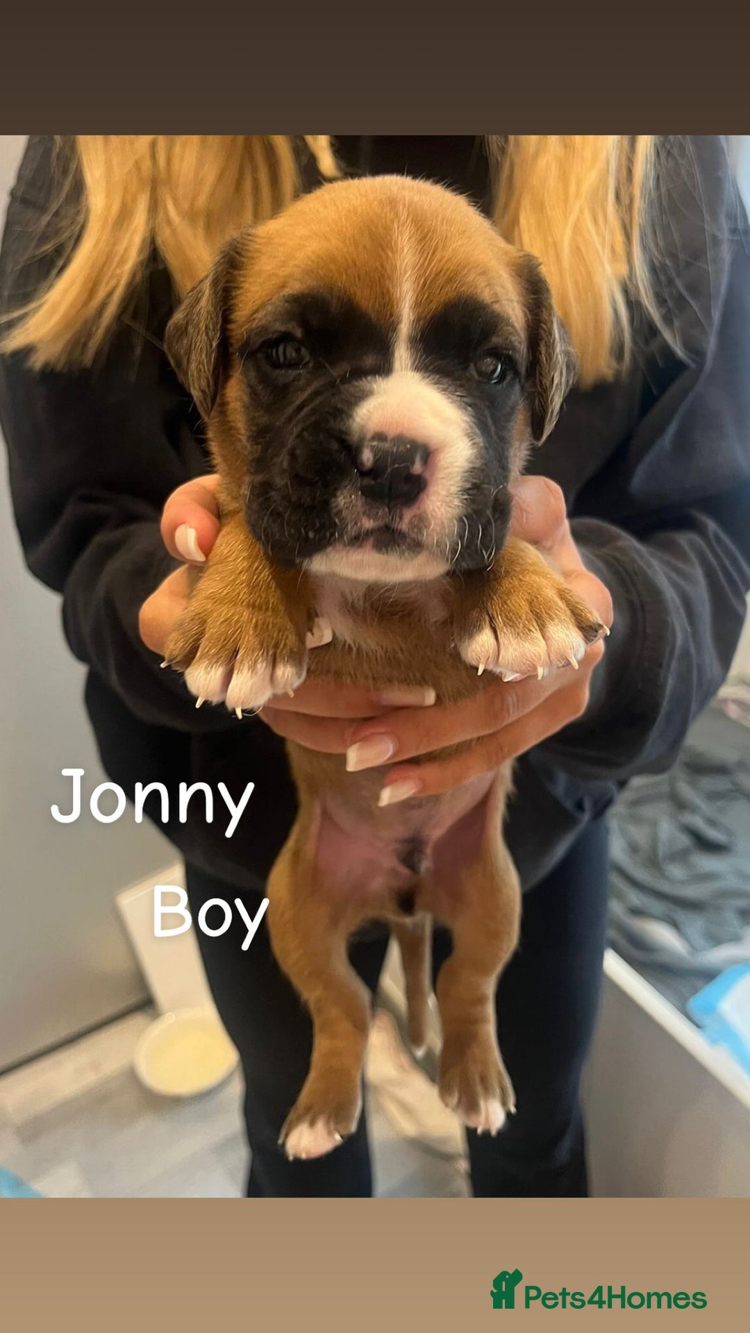 Boxer dogs for sale: Beautiful Boxer Puppies  🐾 - Image 16