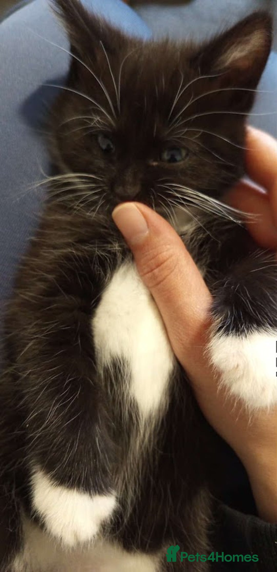 Mixed Breed cats for sale: Ready to go adorable male kitten - Advert 3