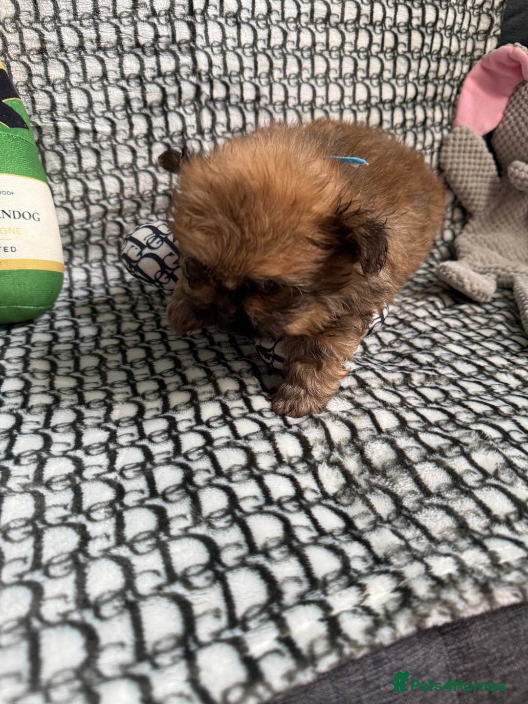 Mixed Breed dogs for sale: RARE  Shipom /pomshi Pomeranian and Shihtzu cross  - Image 10