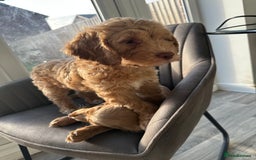 Cockapoo dogs for sale: Cockapoo Puppies - 1 Boy - 1 Girl - Ready to Go  - Image 4