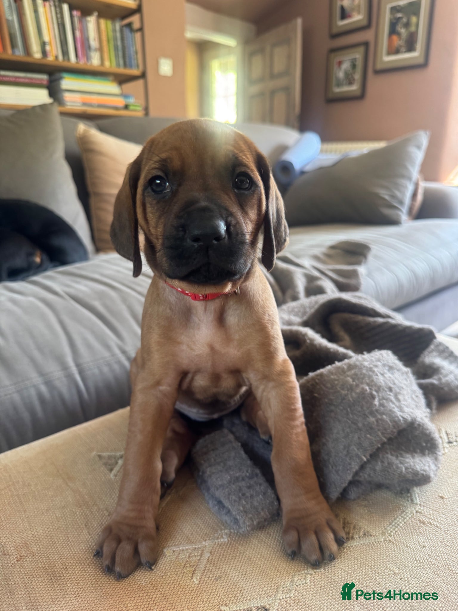 Rhodesian Ridgeback dogs 👑 Exceptional Rhodesian Ridgebacks Ready May 👑 - Advert 1