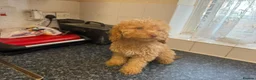 Cockapoo dogs for sale: Cockapoo pups £600 - Advert 2