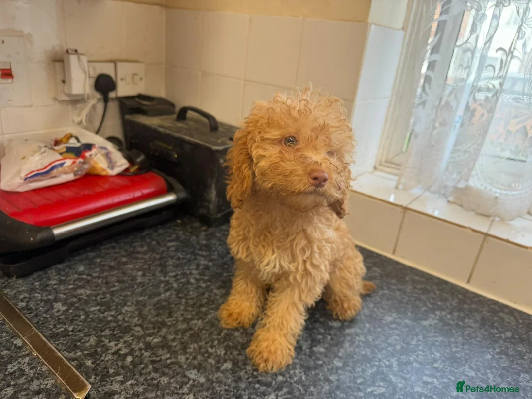 Cockapoo dogs for sale: Cockapoo pups £600 - Advert 2