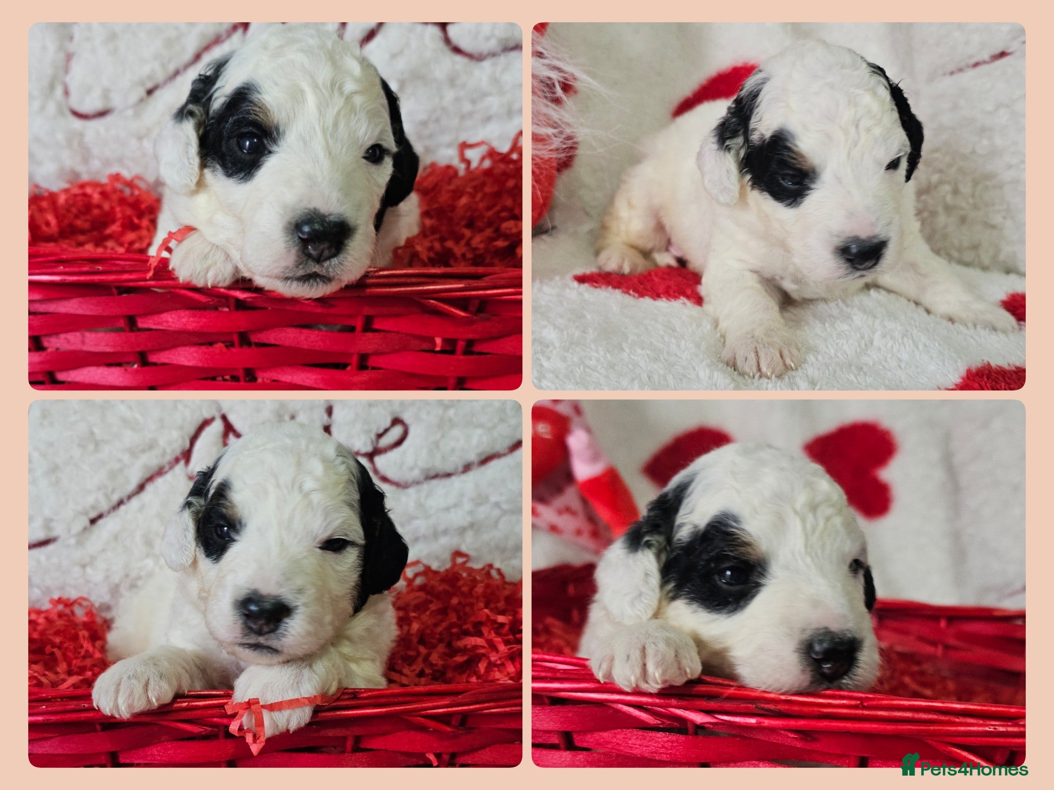 Bernedoodle dogs Miniature Bernedoodles💕 Last boy left!  - Advert 2