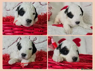 Bernedoodle dogs Miniature Bernedoodles💕 Last boy left! - Advert 2