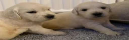 Golden Retriever dogs for sale: Super fluffy cream pups in Newark - Advert 32
