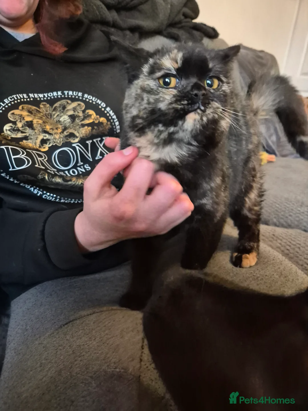Selkirk Rex cats for sale: Pedigree tica reg black tortie neutered  - Advert 12