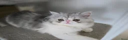 Persian cats for sale: Persian Kittens Extreme Punch Face – Bi-Color GCCF - Advert 18