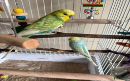 Budgerigars birds for sale: 2 beautiful budgies - Image 4