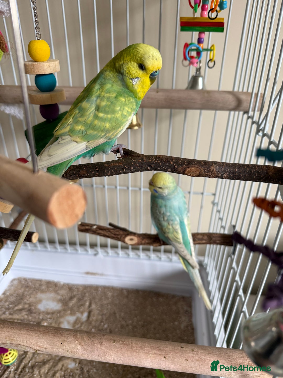 Budgerigars birds for sale: 2 beautiful budgies - Image 4