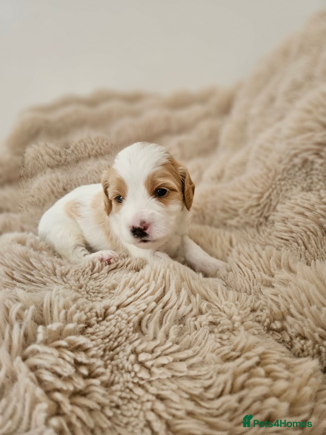 Mixed Breed dogs for sale: Cavapoo/Shihpoo mix - Image 3