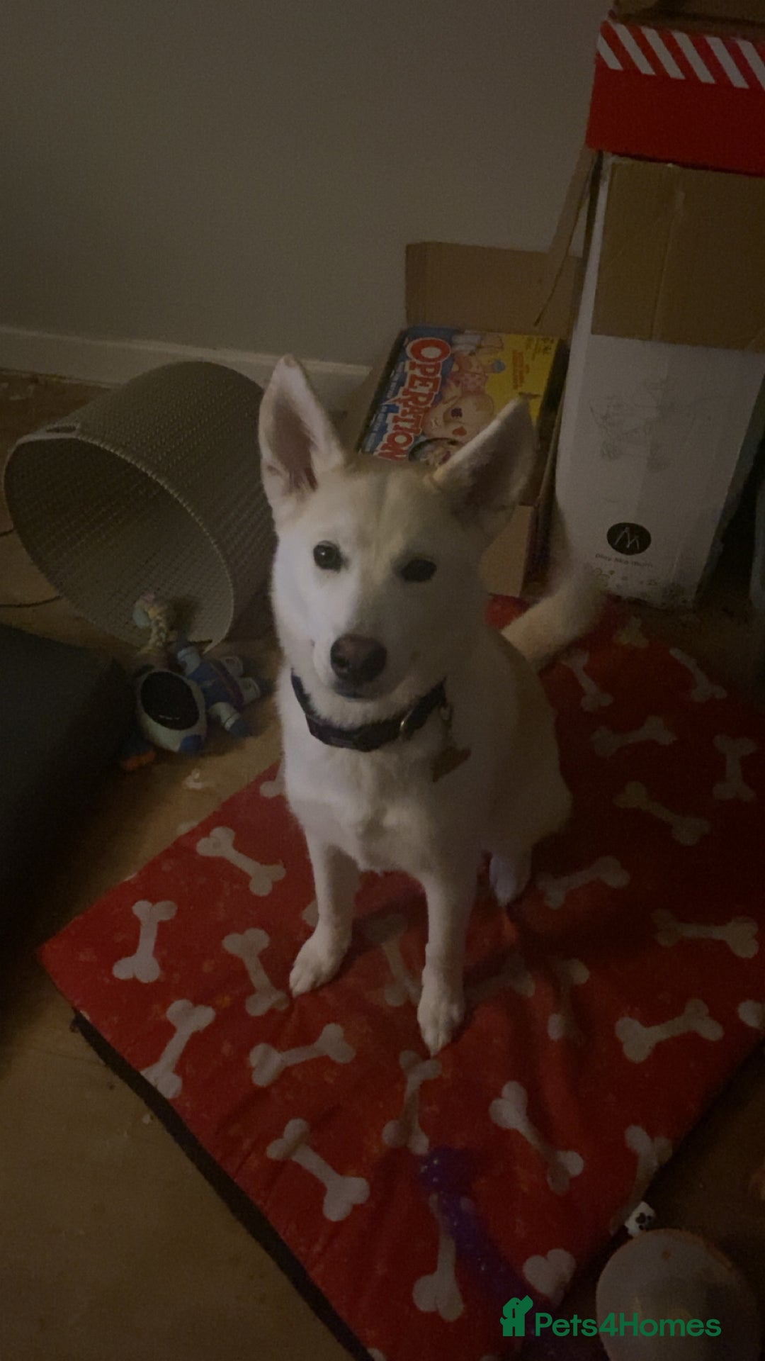 Huskita dogs for sale: Huskita dog - Advert 3