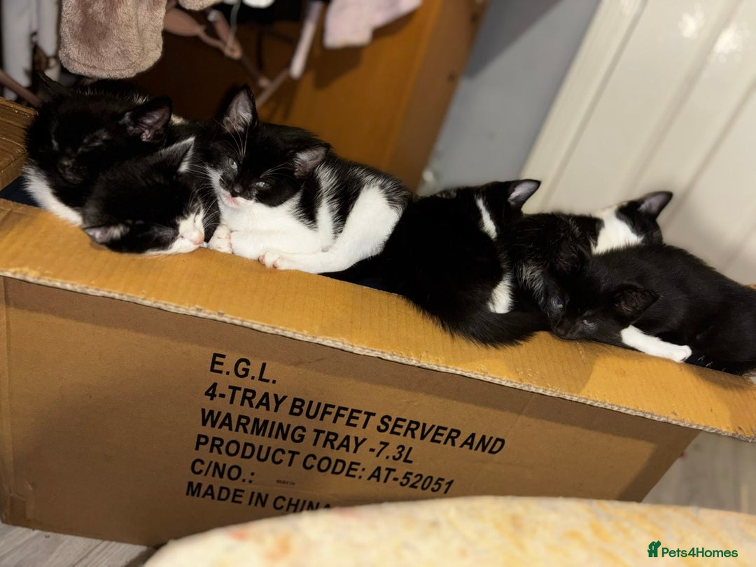 Mixed Breed cats for sale: Kittens  - Advert 10