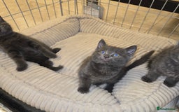 Mixed Breed cats for sale: Kittens  - Image 2