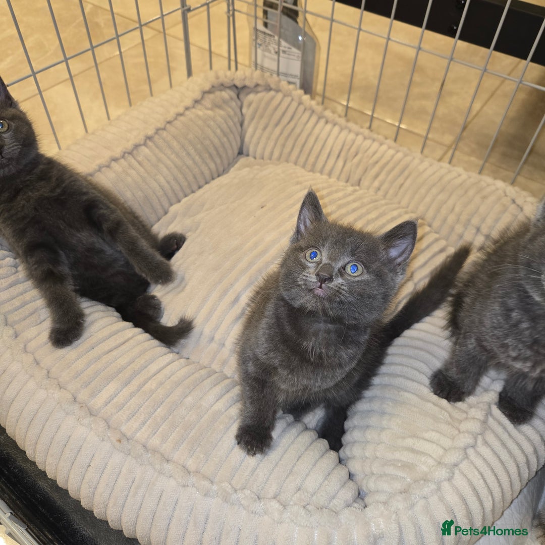 Mixed Breed cats for sale: Kittens  - Image 2