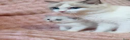 Ragdoll cats for sale: ✨ Exceptional Ragdoll Kittens Ready to Reserve ✨ - Advert 9